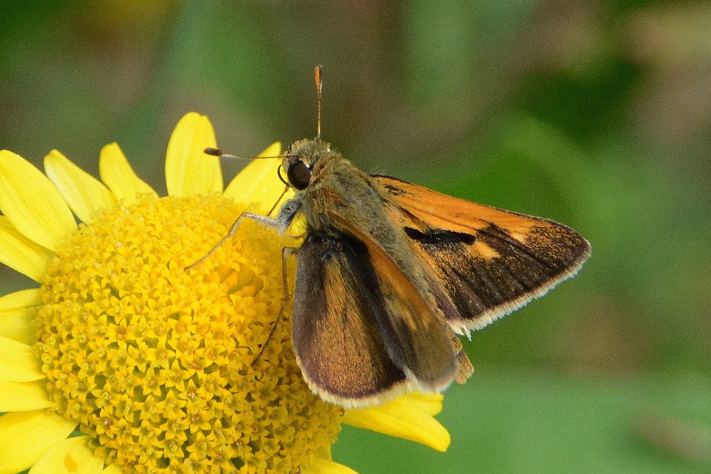 177 2013-07284731 Broad Meadow Brook, MA.JPG - Tawny-edged Skipper Butterfly (Polites themistocles). Broad Meadow Brook Wildlife Sanctuary, MA, 7-28-2013